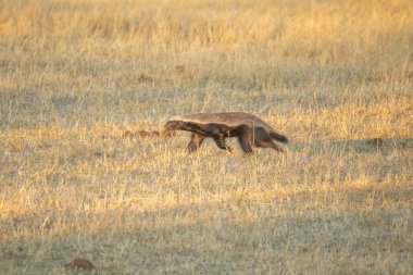 A honey badger (Mellivora capensis) in natural habitat, Kalahari desert, South Africa