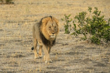 Savannah çim üzerinde yalan büyük aslan. düz ve tepelerin arka planda karakteristik ağaçlarla peyzaj