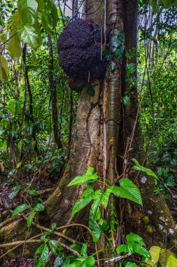 Amazon ormanının çok güzel ve ilginç ağaçları ve bitkileri.