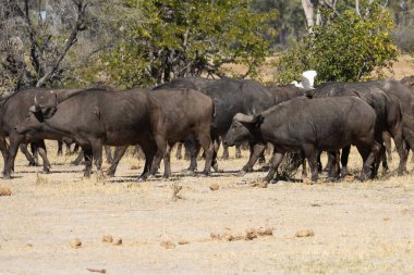 Afrika Bizonu (Syncerus caffer), Murchison Falls Ulusal Parkı, Uganda