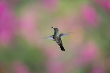 Sinekkuşu (Trochilidae) Uçan Mücevherler Ekvator costa rica panama