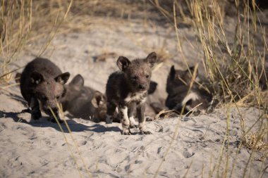 Afrika vahşi köpeği Lycaon Pictus, suda yürüyor. Büyük kulaklı boyanmış köpek avlamak, doğal ortamında güzel vahşi hayvan. Doğa, Moremi, Okavanago deltası, Botswana, Afrika