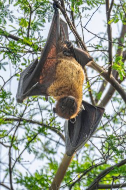 Hindistan 'da uçan tilki ya da daha büyük Hint meyve yarasası veya Pteropus giganteus' un yüzü ya yakın çekim ya da Ranthambore Ulusal Parkı kaplan koruma alanı Rajasthan Hindistan 'da kanat genişliğinde göz teması ile ağaca asılı portre.