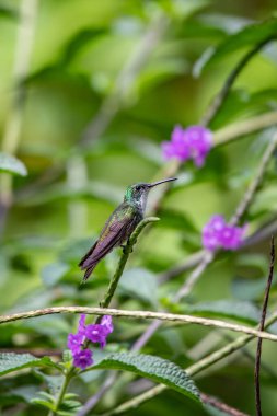 Sinekkuşu (Trochilidae) Uçan Mücevherler Ekvator costa rica panama
