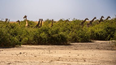 Panoramic landscape with a group of giraffes in Kalahari Desert, Namibia. Herd of giraffe pastured in savanna, wild African animals in natural habitat, safari clipart