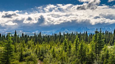 Alaska dağları, buzullar, orman, Homer 'ın manzarası