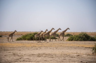Kalahari Çölü, Namibya 'da bir grup zürafa ile panoramik manzara. Savanada otlayan zürafa sürüsü, doğal yaşam alanında vahşi Afrika hayvanları, safari