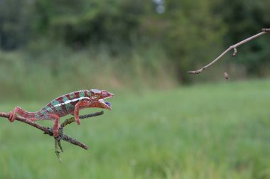 Adult male Ambilobe Panther Chameleon (Furcifer pardalis) clipart