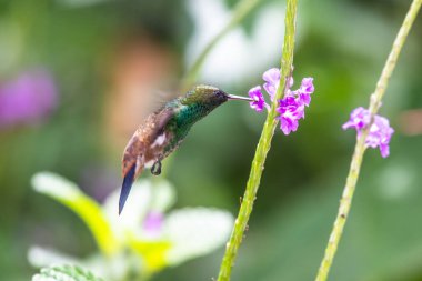 Sinekkuşu (Trochilidae) Uçan Mücevherler Ekvator costa rica panama