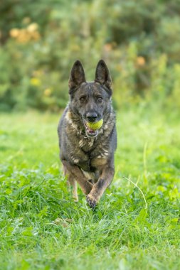 Alman çoban köpeği cinsi, dünyada en çok kullanılan ve aynı zamanda en çok kullanılan köpek cinsidir.