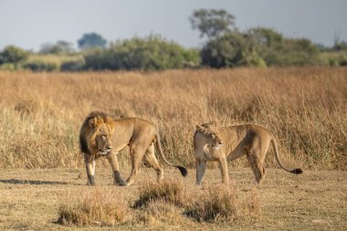 Savannah çim üzerinde yalan büyük aslan. düz ve tepelerin arka planda karakteristik ağaçlarla peyzaj