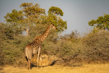 Bu yetişkin Rothschild zürafası (Giraffa camelopardalis rothschildi) açık çayırlarda yürürken görülür..