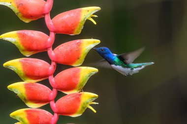 Hummingbird Long-tailed Sylph, Aglaiocercus kingi with orange flower, in flight. Hummingbird from Colombia in the bloom flower, wildlife from tropic jungle. clipart