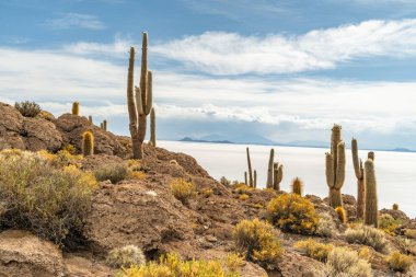Salar de Uyuni tuz ovaları ile ada Incahuasi gündoğumu zaman, and Dağları'nda, Bolivya, Güney Amerika, büyük kaktüsler.