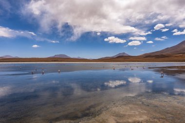 Birkaç yüz James ve Şili flamingosuyla Panorama And Dağları 'ndaki Canapa Lagoon' da Bolivya 'daki Uyuni tuz düzlüğü yakınlarında..