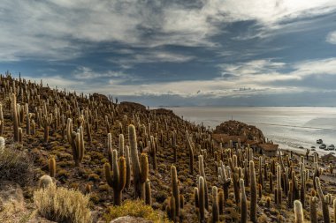 Salar de Uyuni tuz ovaları ile ada Incahuasi gündoğumu zaman, and Dağları'nda, Bolivya, Güney Amerika, büyük kaktüsler.
