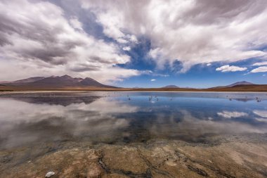 Birkaç yüz James ve Şili flamingosuyla Panorama And Dağları 'ndaki Canapa Lagoon' da Bolivya 'daki Uyuni tuz düzlüğü yakınlarında..