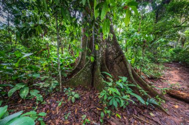 Amazon ormanının çok güzel ve ilginç ağaçları ve bitkileri.