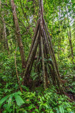 Amazon ormanının çok güzel ve ilginç ağaçları ve bitkileri.