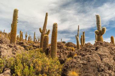 Salar de Uyuni tuz ovaları ile ada Incahuasi gündoğumu zaman, and Dağları'nda, Bolivya, Güney Amerika, büyük kaktüsler.