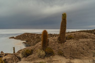 Salar de Uyuni tuz ovaları ile ada Incahuasi gündoğumu zaman, and Dağları'nda, Bolivya, Güney Amerika, büyük kaktüsler.
