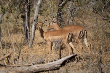 Güney Afrika Kruger Ulusal Parkı 'nda boynuzlu erkek portresi; Bovidae familyasından Specie Aepyceros melampus