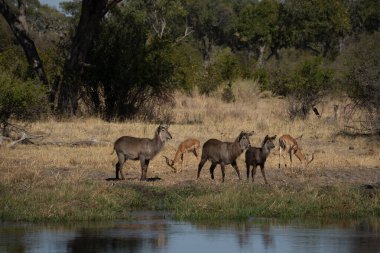 Büyük boynuzlu ve beyaz yüzüklü Waterbuck tehlike arz ediyor, Kruger Ulusal Parkı, Güney Afrika