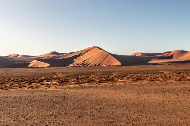 Namib Çölü 'nde kum tepeleri ve Namibya' nın ön planında ağaçlar.
