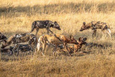 Afrika vahşi köpeği Lycaon Pictus, suda yürüyor. Büyük kulaklı boyanmış köpek avlamak, doğal ortamında güzel vahşi hayvan. Doğa, Moremi, Okavanago deltası, Botswana, Afrika