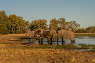 Günbatımında Afrika filleri sürüsü Botswana (Loxodonta africana)