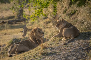 Savannah çim üzerinde yalan büyük aslan. düz ve tepelerin arka planda karakteristik ağaçlarla peyzaj