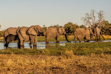 Günbatımında Afrika filleri sürüsü Botswana (Loxodonta africana)