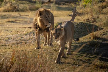 Savannah çim üzerinde yalan büyük aslan. düz ve tepelerin arka planda karakteristik ağaçlarla peyzaj