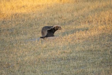 A honey badger (Mellivora capensis) in natural habitat, Kalahari desert, South Africa