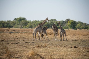 This adult rothschild giraffe (Giraffa camelopardalis rothschildi) is seen walking through open grassland. clipart