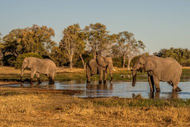 Günbatımında Afrika filleri sürüsü Botswana (Loxodonta africana)