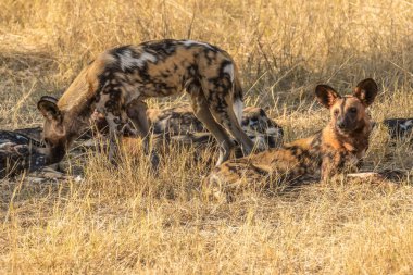 Afrika vahşi köpeği Lycaon Pictus, suda yürüyor. Büyük kulaklı boyanmış köpek avlamak, doğal ortamında güzel vahşi hayvan. Doğa, Moremi, Okavanago deltası, Botswana, Afrika