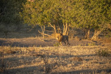 Savannah çim üzerinde yalan büyük aslan. düz ve tepelerin arka planda karakteristik ağaçlarla peyzaj