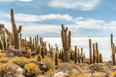 Salar de Uyuni tuz ovaları ile ada Incahuasi gündoğumu zaman, and Dağları'nda, Bolivya, Güney Amerika, büyük kaktüsler.