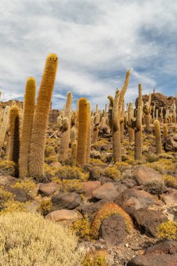 Salar de Uyuni tuz ovaları ile ada Incahuasi gündoğumu zaman, and Dağları'nda, Bolivya, Güney Amerika, büyük kaktüsler.