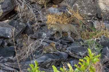 Leopar Afrika savanasında avını arıyor (Panthera pardus)