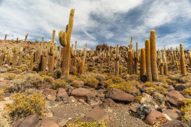 Salar de Uyuni tuz ovaları ile ada Incahuasi gündoğumu zaman, and Dağları'nda, Bolivya, Güney Amerika, büyük kaktüsler.