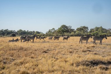 Afrika ovalarında gün batımında Botswana 'da zebra sürüsü.