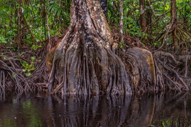 Amazon Nehri ve ormanı üzerinde sağanak yağış var. Fırtınanın ortasında suda yüzen küçük bir tekne var.