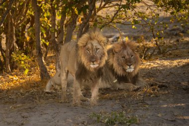 Savannah çim üzerinde yalan büyük aslan. düz ve tepelerin arka planda karakteristik ağaçlarla peyzaj
