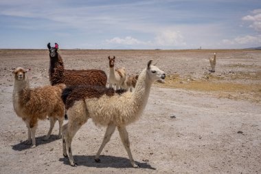 Bolivya 'nın dağlık bölgelerinde Lama - vicuna alpaca lama.