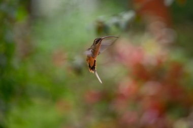 Sinekkuşu (Trochilidae) Uçan taşlar