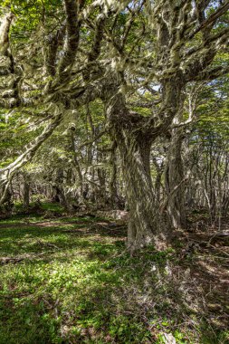 Evergreen beech forest near foot of Andes mountains, Patagonia, Argentina, South America, chile