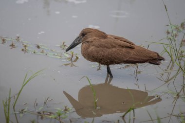 Hamerkop (Scopus umbretta). Vahşi doğadaki hayvanlar