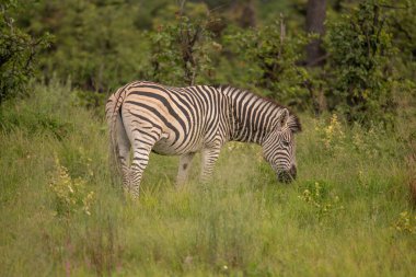 Zebra portre Afrika savana üzerinde. serengeti, Tanzanya Safari